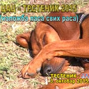 XX–Nacionalna izložba pasa svih rasa C.A.C Trstenik 2015. I DEO – izdvojili smo... Trstenik, 3. oktobar 2015. god.