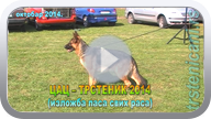 CAC-Trstenik 2014. Izložba pasa svih rasa. (Klikni i pogledaj) ts_cac14_pl